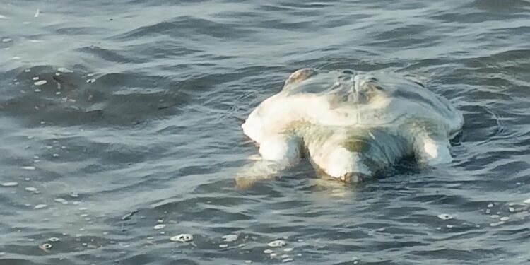 Quartu Sant’Elena, una Caretta caretta rinvenuta morta nel litorale