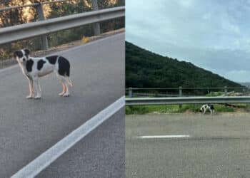 Teulada, la cagnolina abbandonata diventa un caso nazionale: “Scappa, è molto diffidente”