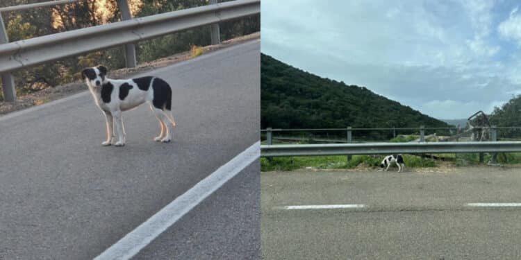 Teulada, la cagnolina abbandonata diventa un caso nazionale: “Scappa, è molto diffidente”
