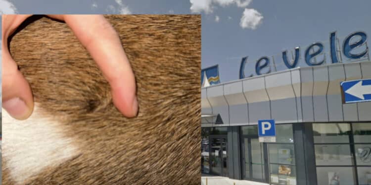 Quartucciu, cane di grossa taglia azzanna un altro quattrozampe al centro commerciale, la padrona: “Non si può continuare così”