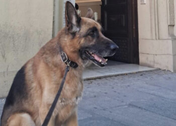 Cagliari, “Monumenti Aperti” vietato a un cane: “Mi è stato detto che non erano attrezzati”