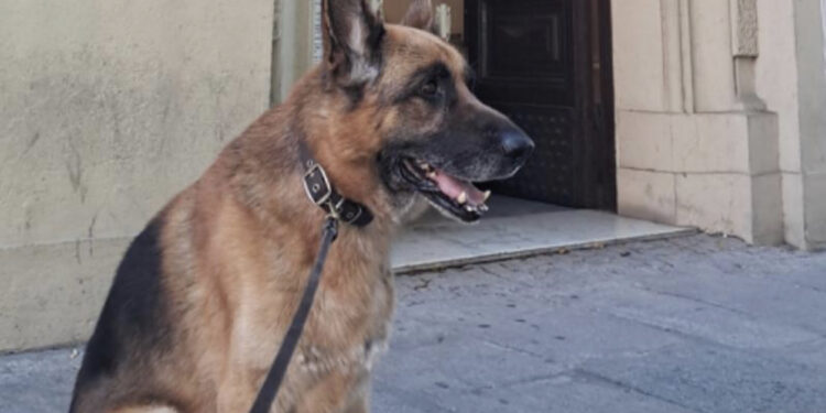 Cagliari, “Monumenti Aperti” vietato a un cane: “Mi è stato detto che non erano attrezzati”