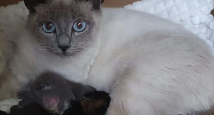 Radio Zampetta Sarda: gatta partorisce in un magazzino e viene abbandonata in strada