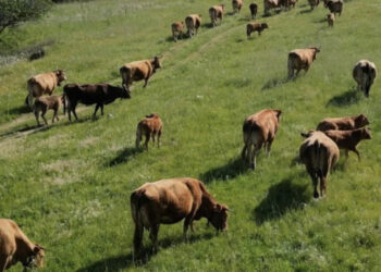 Ferraxi, 200 mucche da abbattere: condannata a morte la storica mandria a due passi dal mare