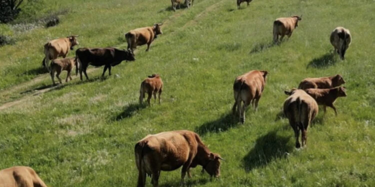 Ferraxi, 200 mucche da abbattere: condannata a morte la storica mandria a due passi dal mare