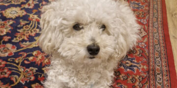 Cagliari, mamma rimproverata davanti ai bambini per il cane in piscina: “Un episodio che mi ha profondamente colpita”