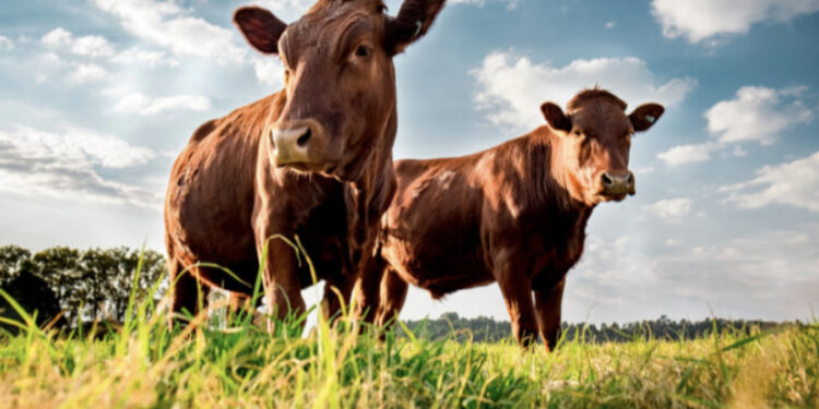 Dermatite bovina, nessun nuovo contagio nell’Isola: “Probabili casi isolati”