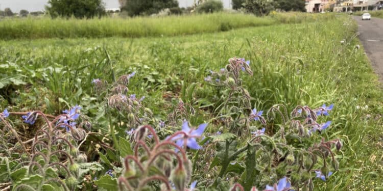 Guspini guida l’Europa del benessere: salute, impresa e turismo nel Terzo Paesaggio