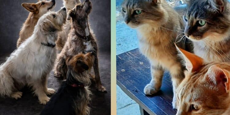 Sos a Radio Zampetta Sarda: evitiamo il canile e il gattile ai pelosetti di Alessandra