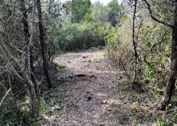 Loiri Porto S. Paolo, a Cala Finanza “la speculazione immobiliare inizia con il taglio della vegetazione”