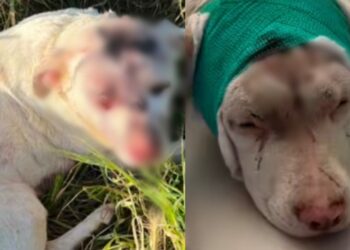 Cane massacrato di colpi e abbandonato a bordo strada nel Cagliaritano: è caccia all’uomo