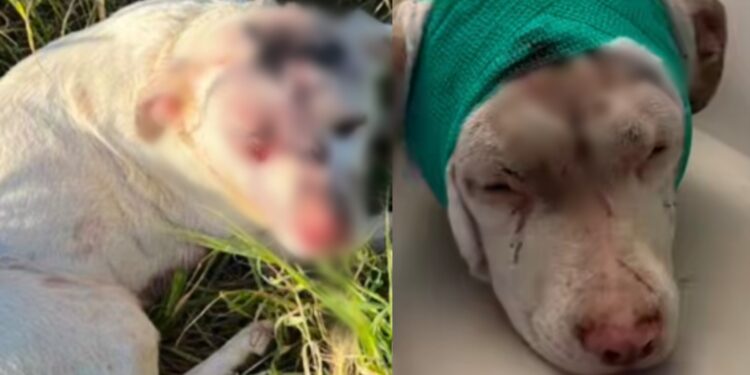 Cane massacrato di colpi e abbandonato a bordo strada nel Cagliaritano: è caccia all’uomo