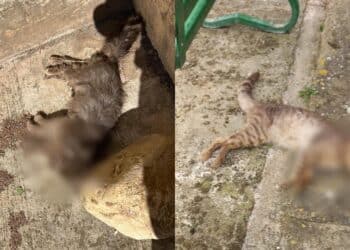 Serramanna, veleno tra le tombe del cimitero: morti almeno tre gatti della colonia
