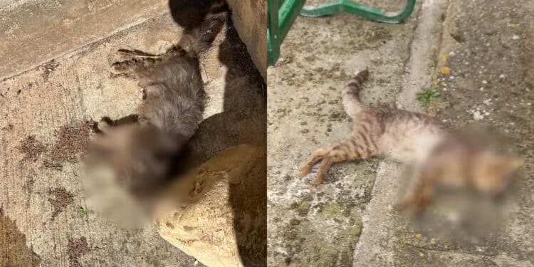 Serramanna, veleno tra le tombe del cimitero: morti almeno tre gatti della colonia