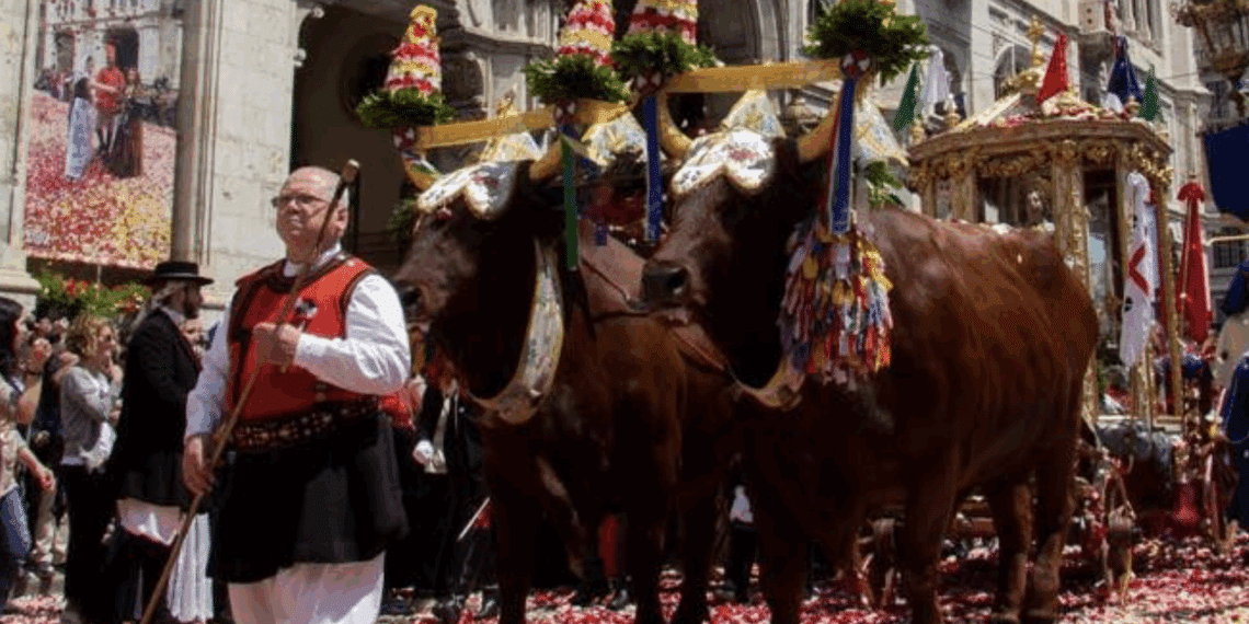 Sant’Efisio, il verdetto sui buoi in processione è previsto per oggi: attesa e polemiche