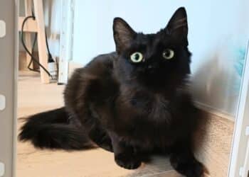 Adozione del cuore per la piccola Minnie, vttima di cattiveria e abbandono