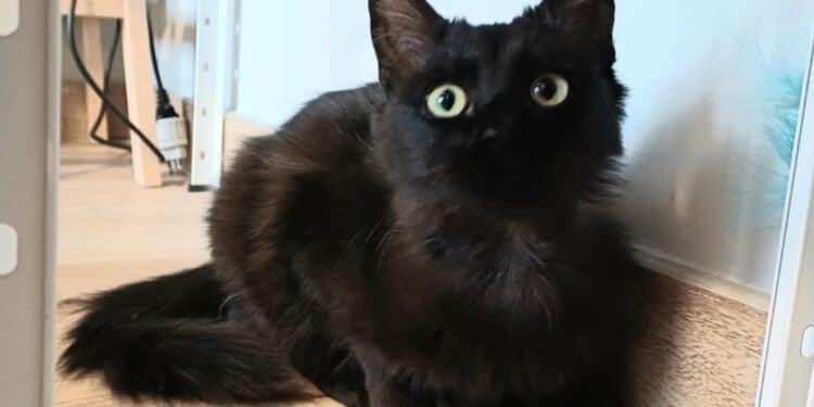 Adozione del cuore per la piccola Minnie, vttima di cattiveria e abbandono