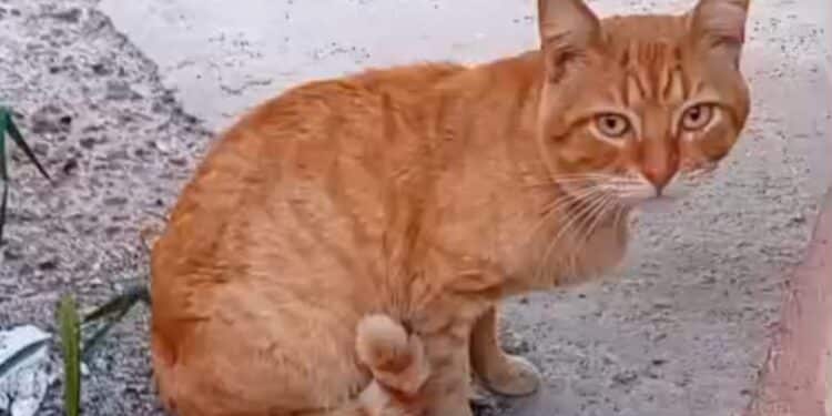 Radio Zampetta Sarda, una casa per il dolcissimo Rossano