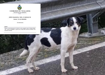 Cagnolina abbandonata fra le montagne di Teulada, il Comune invece di salvarla vieta di darle cibo e acqua