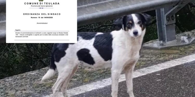 Cagnolina abbandonata fra le montagne di Teulada, il Comune invece di salvarla vieta di darle cibo e acqua