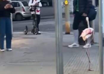 Cagliari, un fenicottero rosa passeggia fra la gente in via Palestrina (VIDEO)