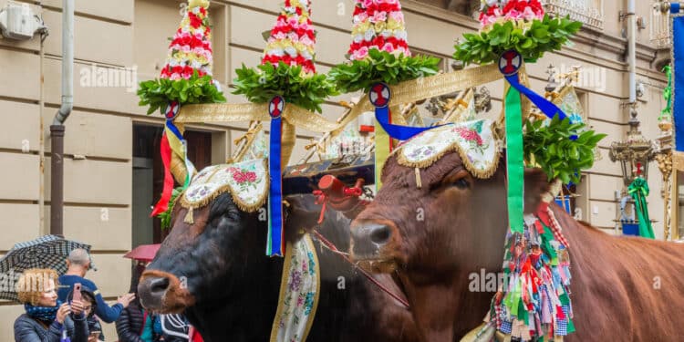 Sant’Efisio, il verdetto sui buoi in processione è previsto per oggi: attesa e polemiche