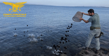 70 mila ricci di mare presi in 4 mesi in area protetta: chiesto il rinvio a giudizio per due pescatori abusivi