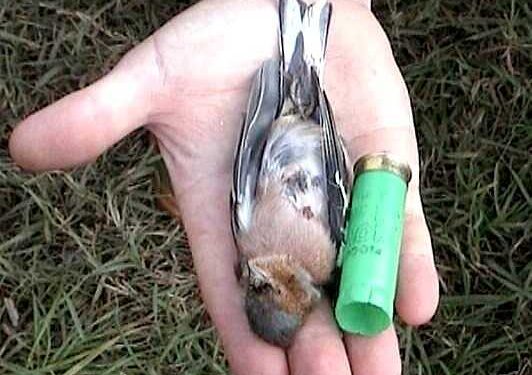 Modifiche alla legge sulla caccia: “Oltre una cartuccia nulla. Non si fanno gli interessi della collettività, ma di una ristretta lobby”