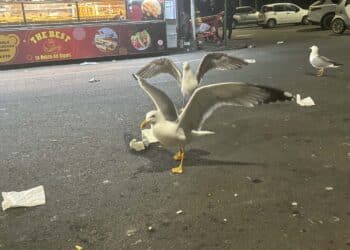 Cagliari, il grande assalto di venti gabbiani al Cavalluccio Marino: Poetto nel degrado assoluto tra i rifiuti selvaggi