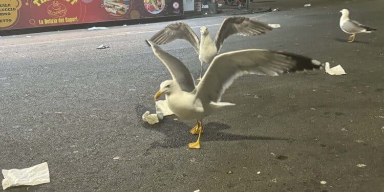 Cagliari, il grande assalto di venti gabbiani al Cavalluccio Marino: Poetto nel degrado assoluto tra i rifiuti selvaggi