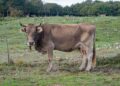 Dermatite bovina, dilaga il contagio nel sud Sardegna: 25 animali abbattuti, appello per i vaccini