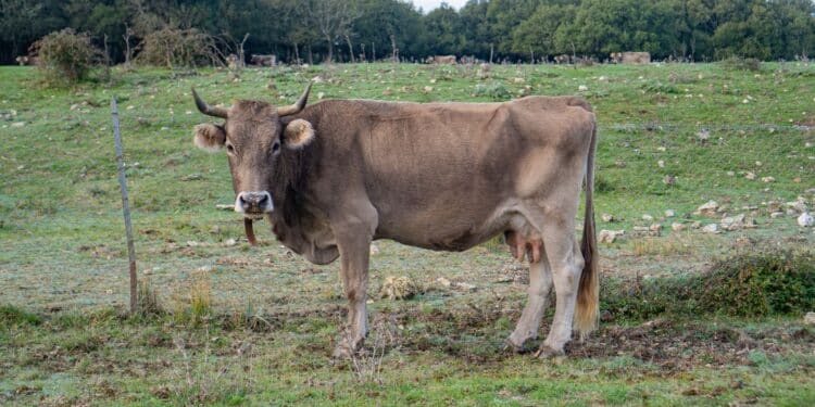 Dermatite bovina, dilaga il contagio nel sud Sardegna: 25 animali abbattuti, appello per i vaccini