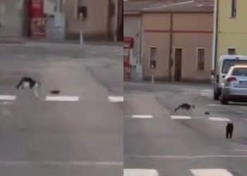 San Gavino Monreale,”Tom e Jerry” tra le vie del paese: grossi topi mettono ko i gatti del quartiere