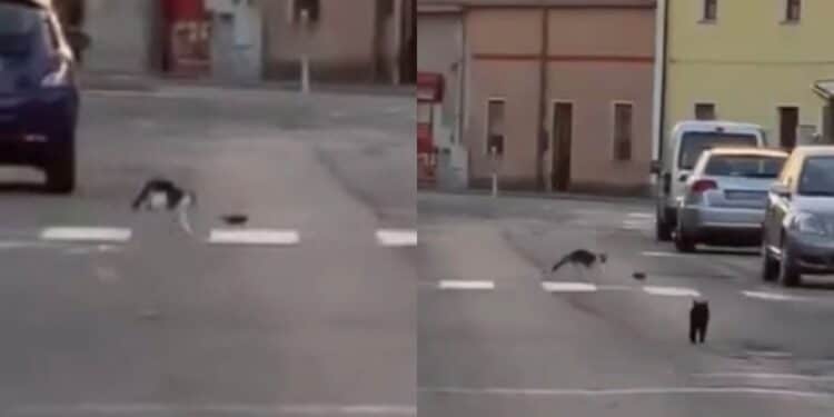 San Gavino Monreale,”Tom e Jerry” tra le vie del paese: grossi topi mettono ko i gatti del quartiere