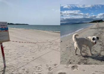 Quartu, la spiaggia dei cani di Margine Rosso si sposta di qualche metro per conciliare benessere animale e tutela ambientale