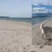 Quartu, la spiaggia dei cani di Margine Rosso si sposta di qualche metro per conciliare benessere animale e tutela ambientale