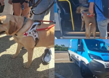 Cagliari, anche Fido a bordo di Amicobus il servizio del Ctm per la mobilità inclusiva