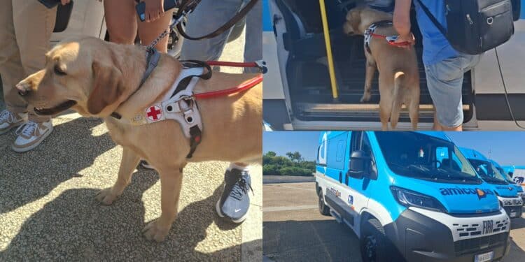 Cagliari, anche Fido a bordo di Amicobus il servizio del Ctm per la mobilità inclusiva