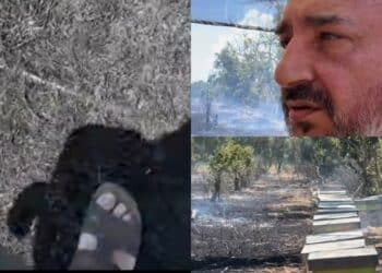 San Sperate, scalzi in mezzo al fuoco per salvare le api