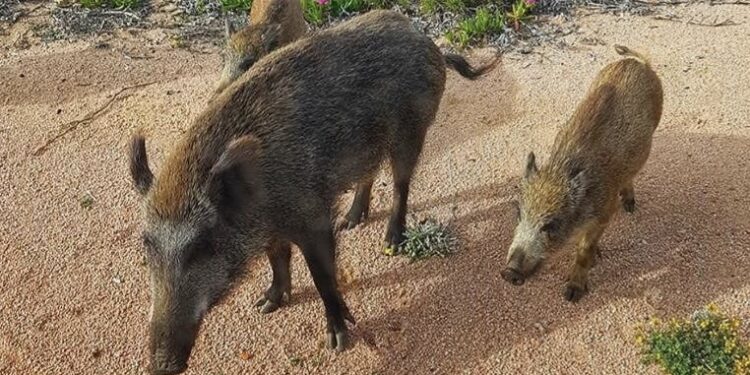 Sinnai, cane a passeggio aggredito da un gruppo di cinghiali