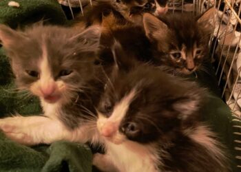 Cagliari, l’Ufficio del Garante per la Tutela dei Diritti degli Animali perde Alba e Cogoni