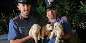 Iglesias, abbandonati in un sacco lungo la Ss 130: tre cuccioli di maremmano salvati dai carabinieri