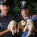 Iglesias, abbandonati in un sacco lungo la Ss 130: tre cuccioli di maremmano salvati dai carabinieri