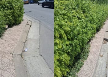 Quartu, l’erba alta impedisce il passaggio sul marciapiede: “Ho dovuto spingere la carrozzina di mio padre disabile in strada“