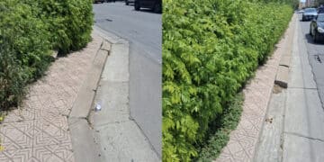 Quartu, l’erba alta impedisce il passaggio sul marciapiede: “Ho dovuto spingere la carrozzina di mio padre disabile in strada“