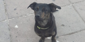 Dolianova, ancora violenza contro gli animali: cagnolino mascotte del paese barbaramente picchiato e ucciso
