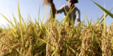 Villasor, silos colmi di grano invenduto e agricoltori in ginocchio: “Il prossimo anno rinunciamo ai cereali”