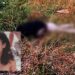Cagliari, il caso di Manuela Murgia ancora irrisolto: nuovo intervento della famiglia