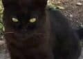 Radio Zampetta Sarda: scomparso gatto nero a Quartu, appello per ritrovarlo
