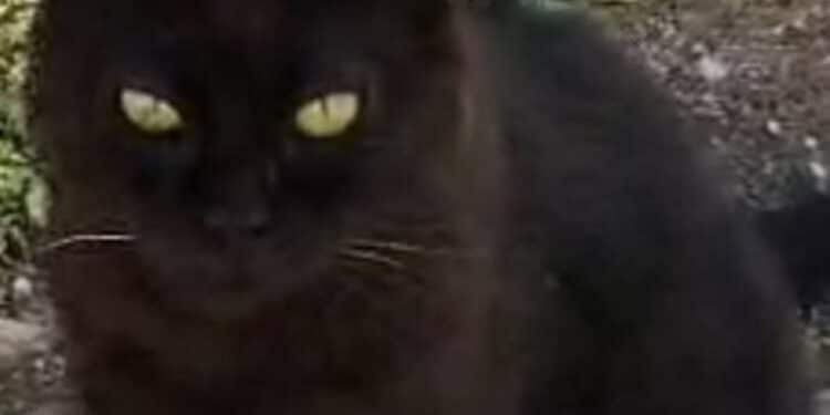 Radio Zampetta Sarda: scomparso gatto nero a Quartu, appello per ritrovarlo
